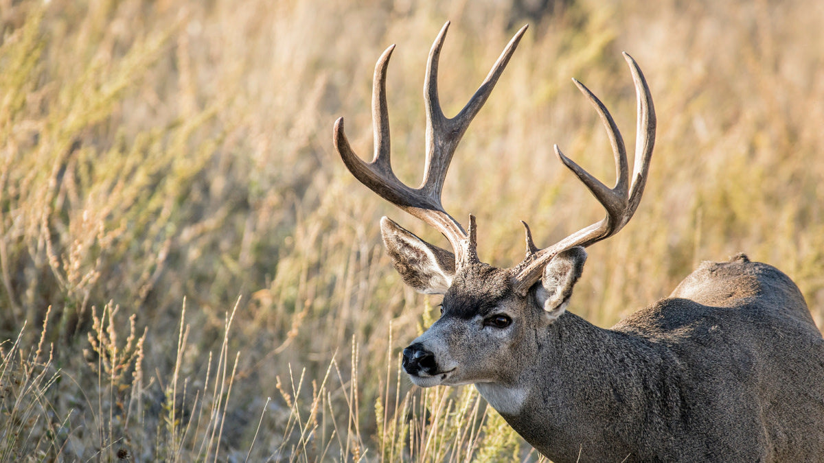 Arizona-Mule-Deer
